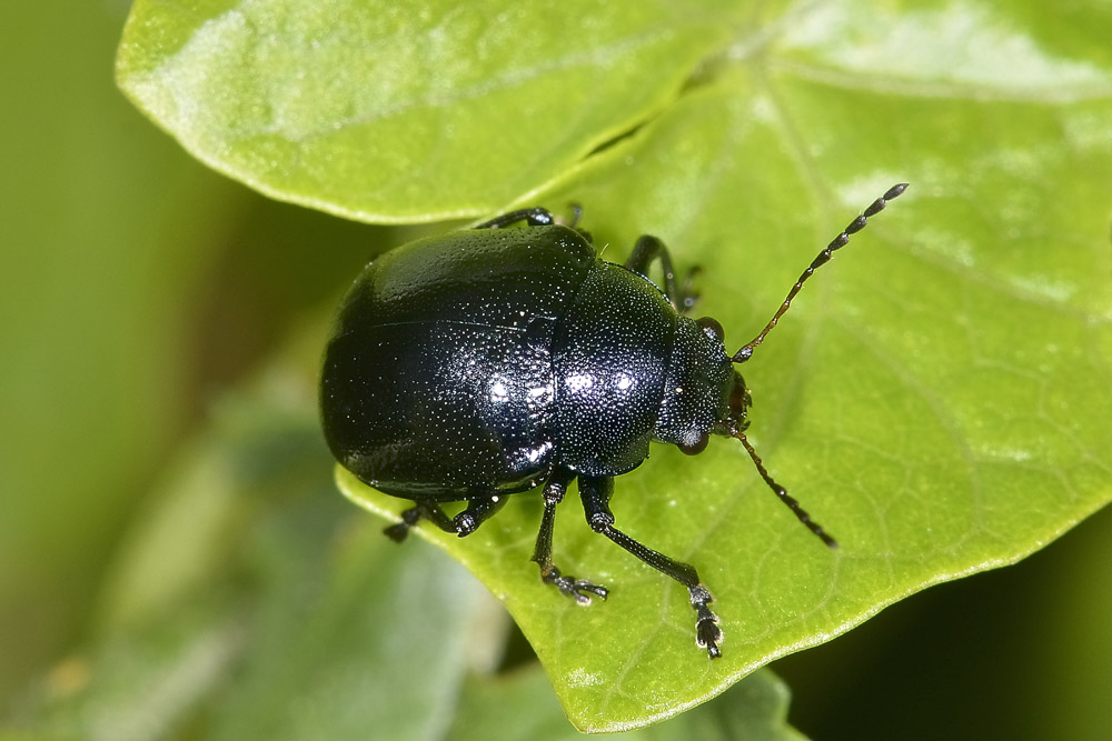 Chrysomelidae: Colasposoma dauricum